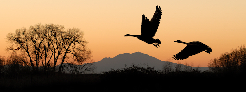 Organization agility during crisis compared to instinct in geese to lead